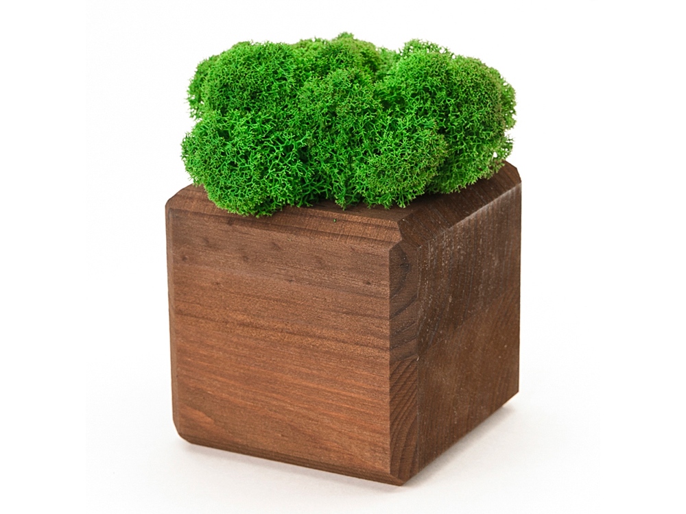 Композиция «Мох в интерьере»