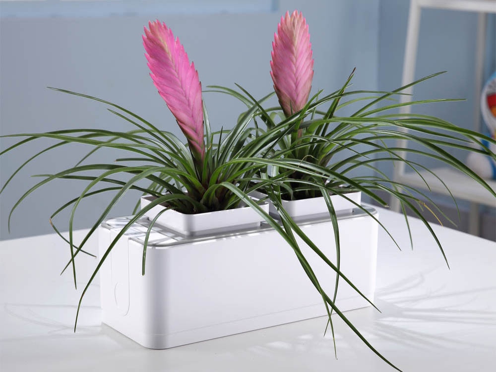 Компактный смарт-сад «iGarden»